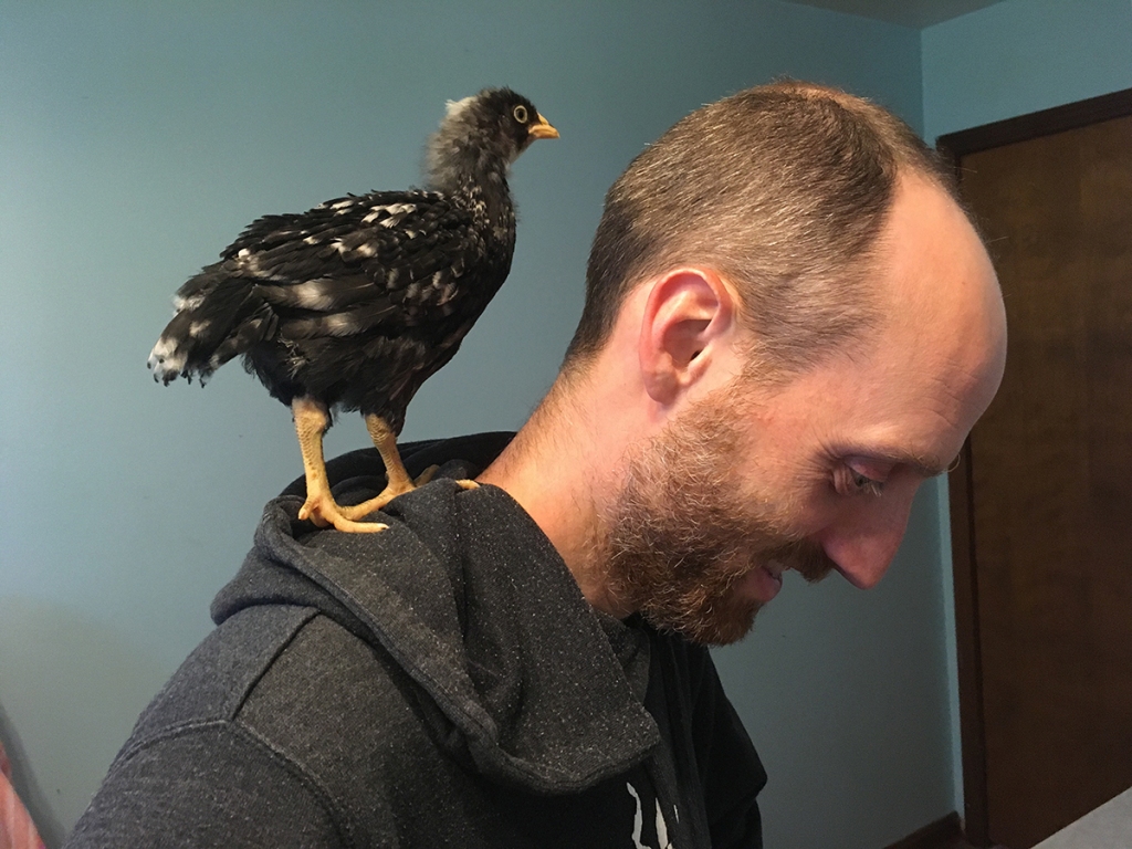 Woody Leslie with his chicken, Lucida, on his shoulder